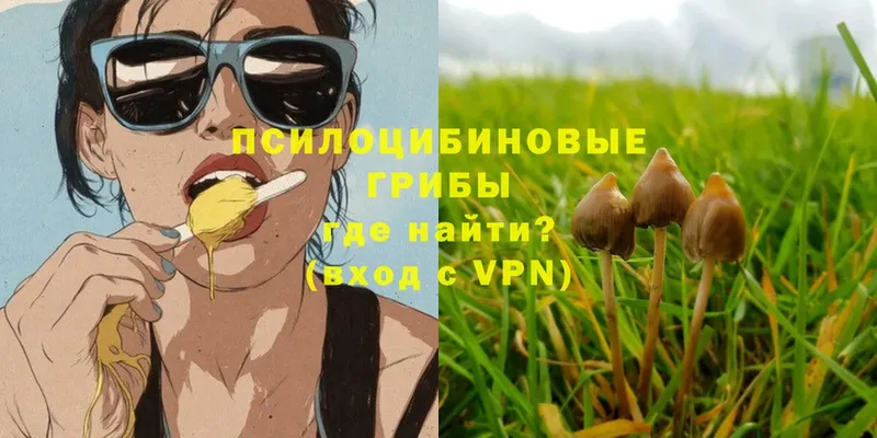 Псилоцибиновые грибы Psilocybe Каменка